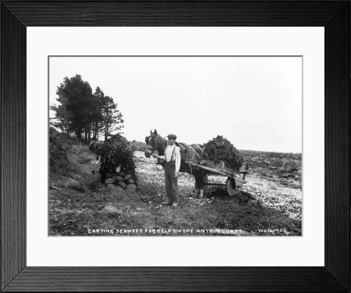 Framed Print : Carting Seaweed for Kelp on the Antrim Coast Framed Print : Carting Seaweed for Kelp on the Antrim Coast