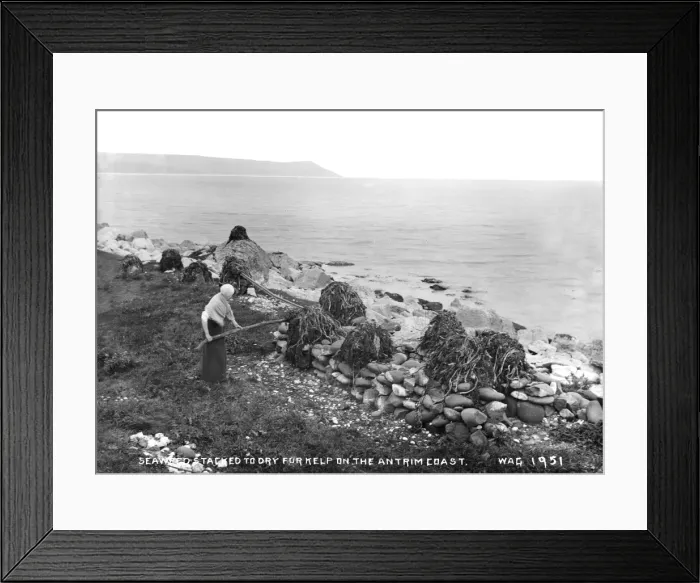 Framed Print : Seaweed Stacked to Dry for Kelp on the Antrim Coast Framed Print : Seaweed Stacked to Dry for Kelp on the Antrim Coast