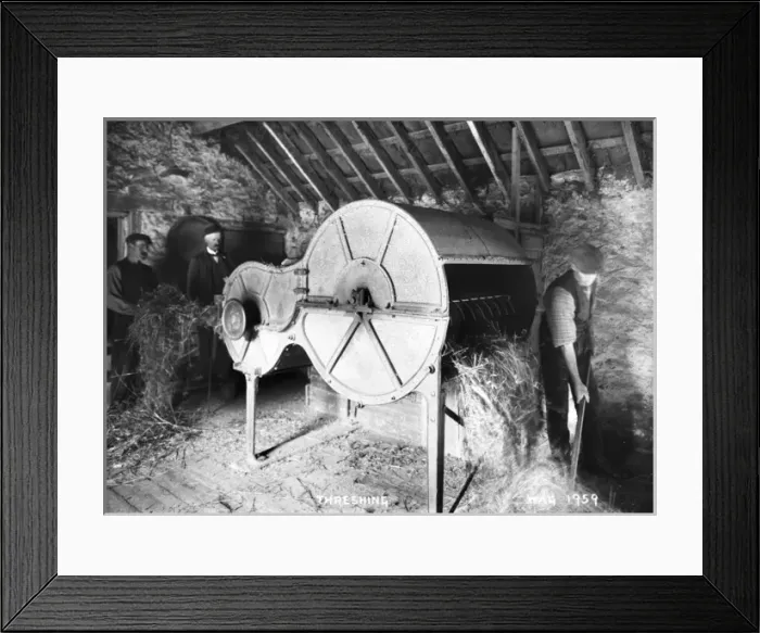 Framed Print : Threshing - an interior view of a thresher in operation by two men Framed Print : Threshing - an interior view of a thresher in operation by two men