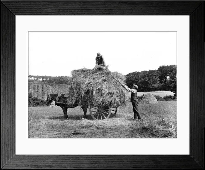 Framed Print : Carting Hay Framed Print : Carting Hay