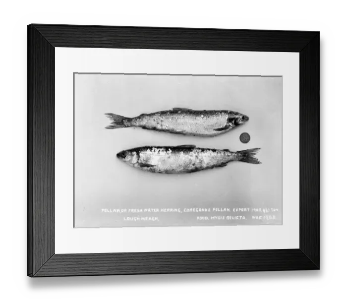 Framed Print : Pollan, Or Fresh Water Herring, Coregonus Pollan