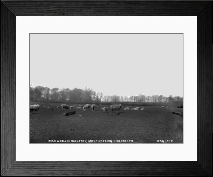 Framed Print : Irish Woollen Industry, Sheep Grazing in Co. Meath Framed Print : Irish Woollen Industry, Sheep Grazing in Co. Meath