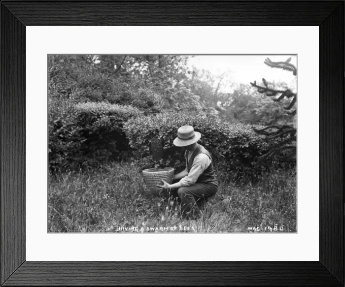 Framed Print : Hiving a Swarm of Bees Framed Print : Hiving a Swarm of Bees