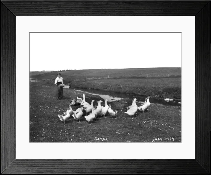 Framed Print : Geese - a view of a woman in a field feeding a flock of geese Framed Print : Geese - a view of a woman in a field feeding a flock of geese