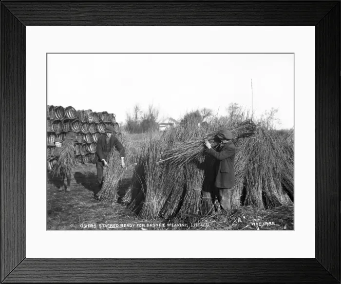 Framed Print : Osiers Stacked Ready for Basket Making, Lough Neagh Framed Print : Osiers Stacked Ready for Basket Making, Lough Neagh