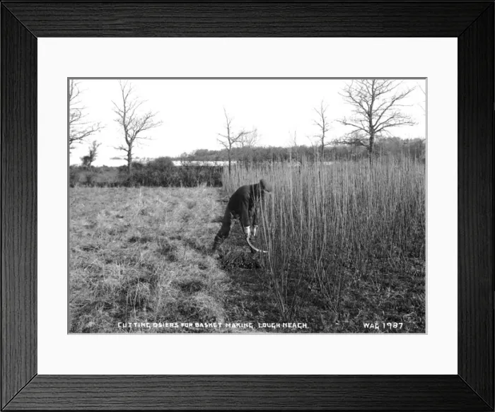 Framed Print : Cutting Osiers for Basket Making, Lough Neagh Framed Print : Cutting Osiers for Basket Making, Lough Neagh