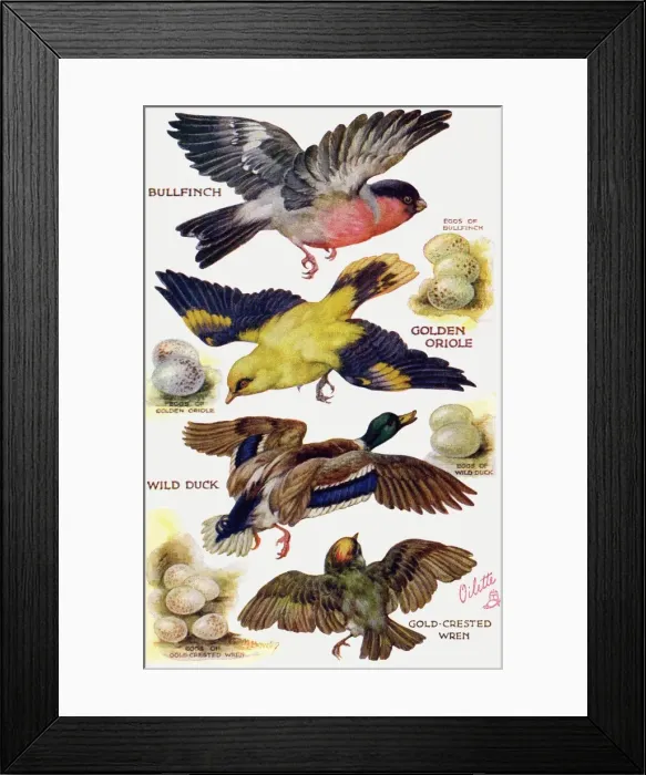 Framed Print : Birds on the Wing cut out Framed Print : Birds on the Wing cut out