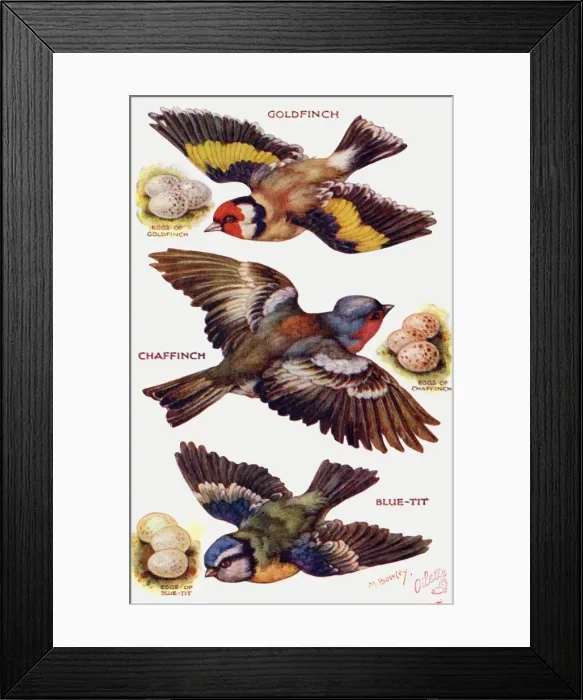 Framed Print : Birds on the Wing cut out Framed Print : Birds on the Wing cut out