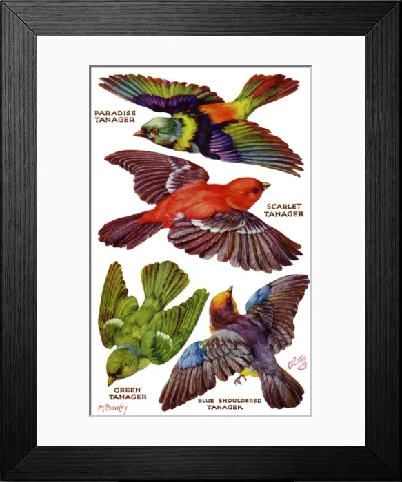 Framed Print : Birds on the Wing cut out Framed Print : Birds on the Wing cut out