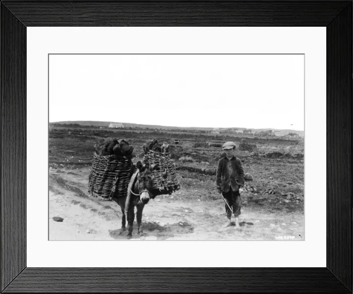 Framed Print : A view of a boy beside a donkey and hinged creels with turf Framed Print : A view of a boy beside a donkey and hinged creels with turf
