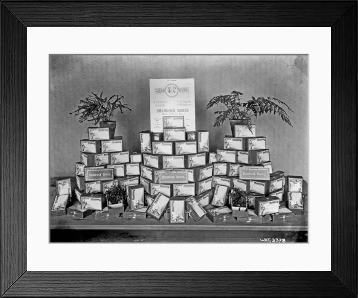 Framed Print : A display of shamrock boxes on a table for sending to the tr Framed Print : A display of shamrock boxes on a table for sending to the tr