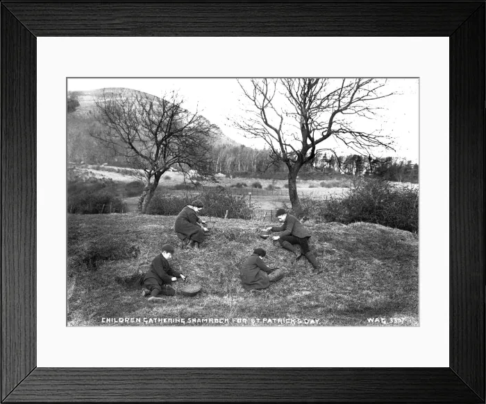 Framed Print : Children Gathering Shamrock for St. Patricks Day Framed Print : Children Gathering Shamrock for St. Patricks Day