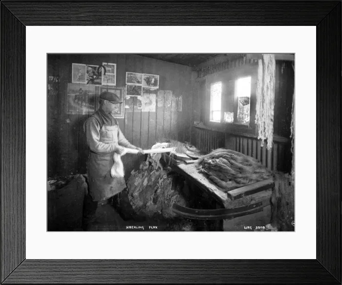 Framed Print : Hackling Flax Framed Print : Hackling Flax