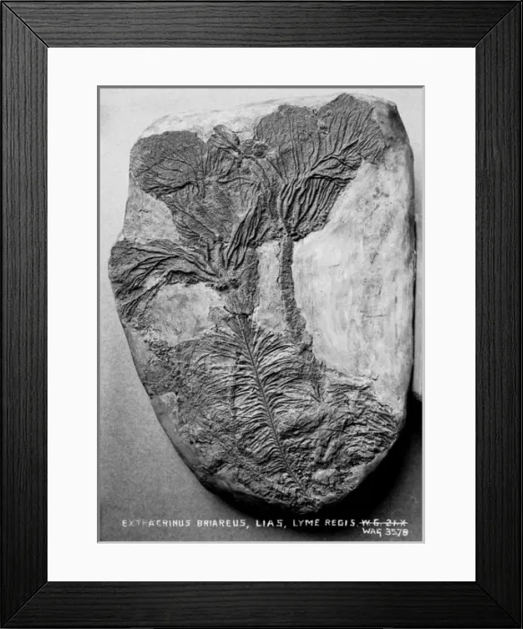 Framed Print : Extracrinus Briareds, Lias, Lyme Regis Framed Print : Extracrinus Briareds, Lias, Lyme Regis