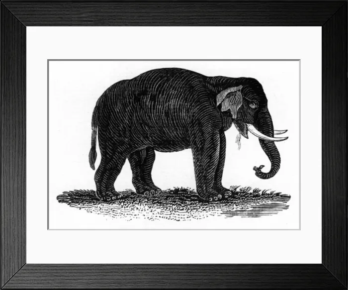 Framed Print : Indian Elephant Framed Print : Indian Elephant