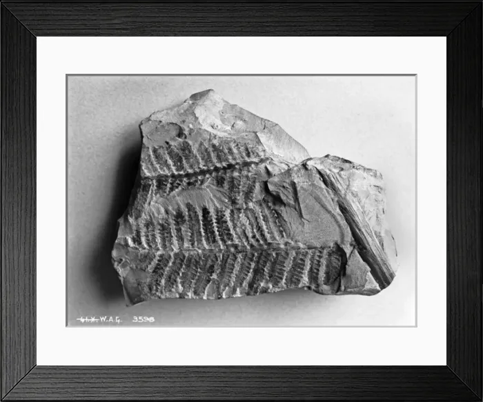 Framed Print : Fern fossil in an opened rock Framed Print : Fern fossil in an opened rock