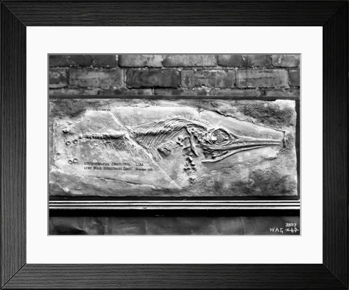 Framed Print : Ichthyosaurus communis, lias, Lyme Regis, Dorset Framed Print : Ichthyosaurus communis, lias, Lyme Regis, Dorset