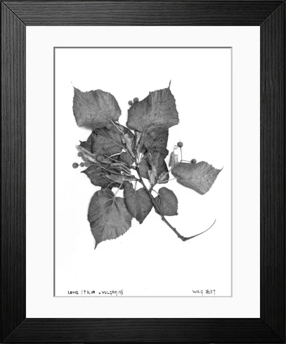 Framed Print : Lime (Tilia Vulgaris) Framed Print : Lime (Tilia Vulgaris)