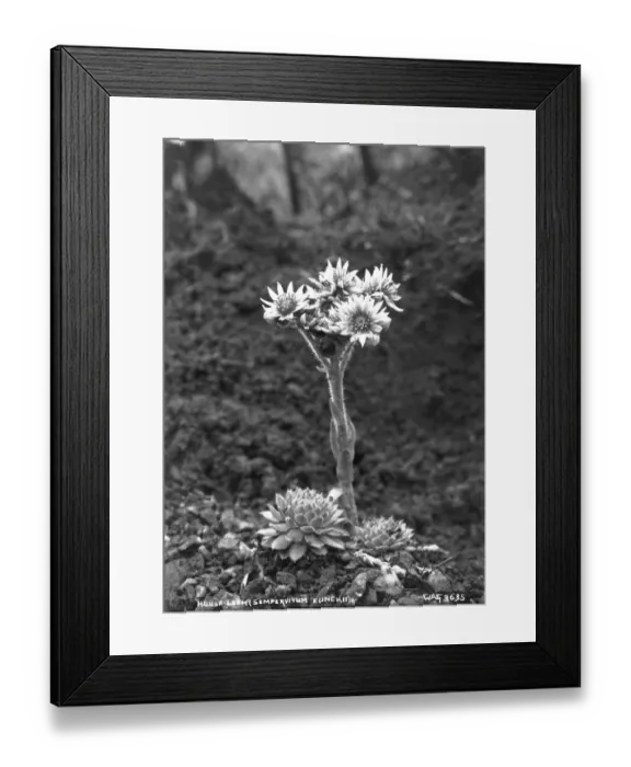 Framed Print : House Leek (Sempervivum Funckii) Framed Print : House Leek (Sempervivum Funckii)