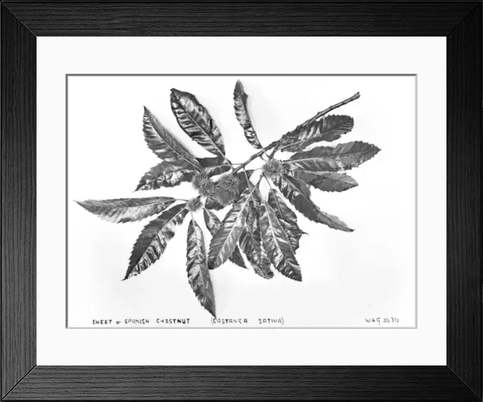 Framed Print : Sweet Or Spanish Chestnut (Castanea Sativa) Framed Print : Sweet Or Spanish Chestnut (Castanea Sativa)
