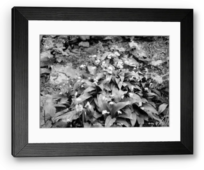 Framed Print : Wild Garlic Framed Print : Wild Garlic