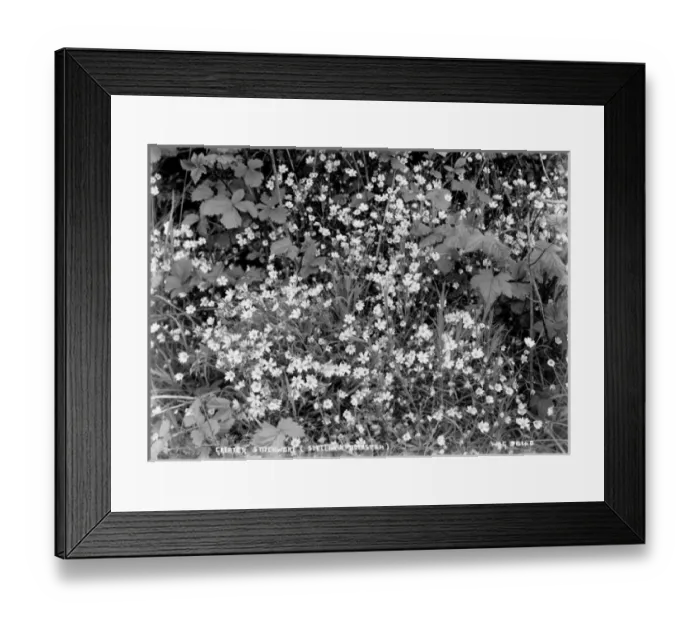 Framed Print : Greater Stitchwort (Stellaria Holostea) Framed Print : Greater Stitchwort (Stellaria Holostea)