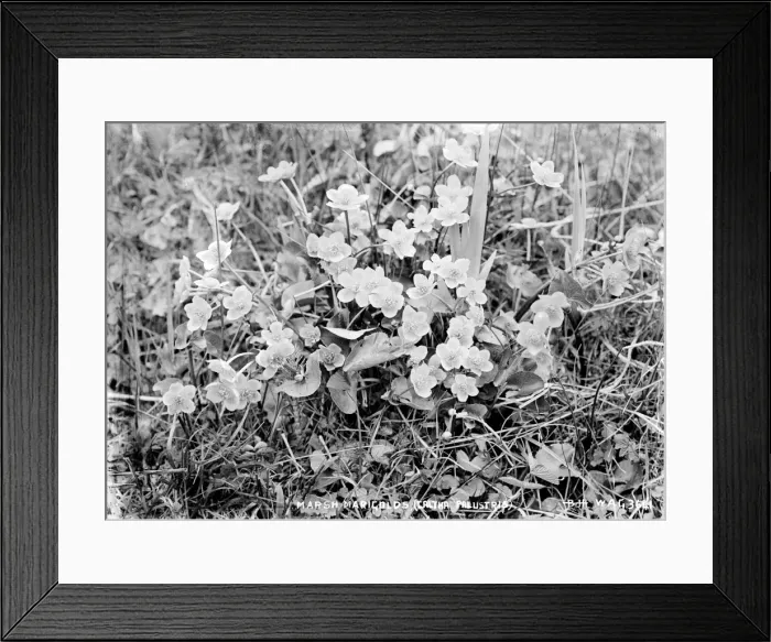 Framed Print : Marsh Marigolds (Caltha Palustris) Framed Print : Marsh Marigolds (Caltha Palustris)