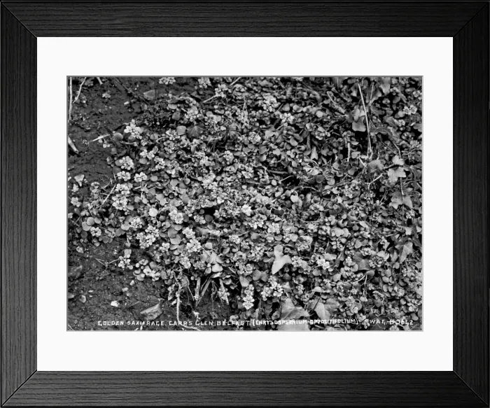 Framed Print : Golden Saxifrage, Carrs Glen, Belfast (Chrysosplenium Oppos Framed Print : Golden Saxifrage, Carrs Glen, Belfast (Chrysosplenium Oppos