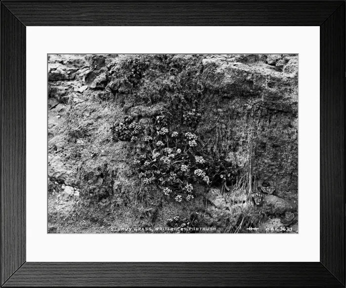 Framed Print : Scurvy Grass, Whiterocks, Portrush Framed Print : Scurvy Grass, Whiterocks, Portrush