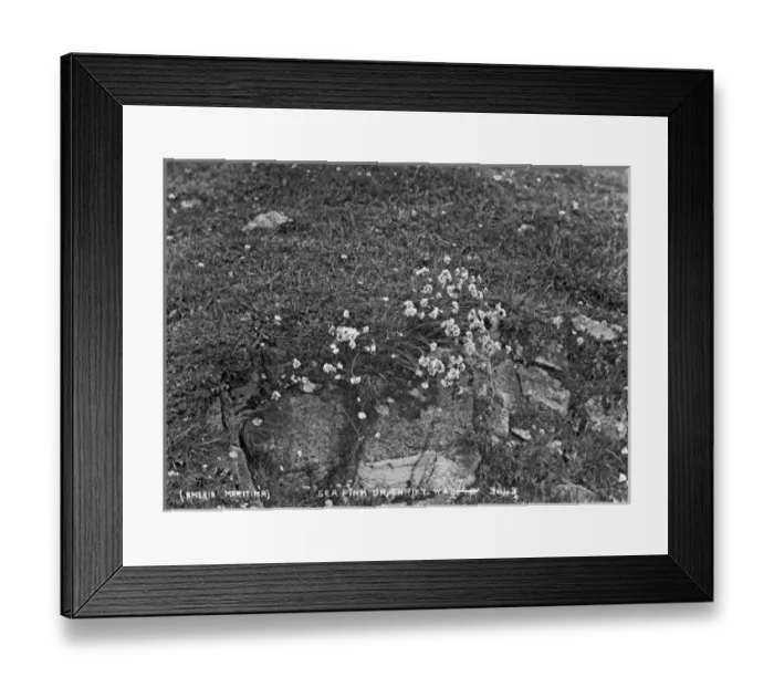Framed Print : Sea Pink Or Thrift(Ameria Maritima) Framed Print : Sea Pink Or Thrift(Ameria Maritima)