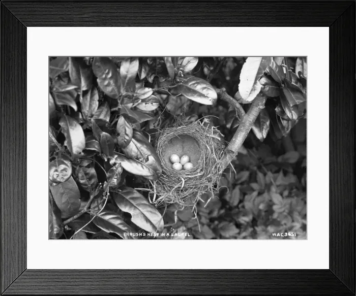 Framed Print : Thrushs Nest in a Laurel Framed Print : Thrushs Nest in a Laurel
