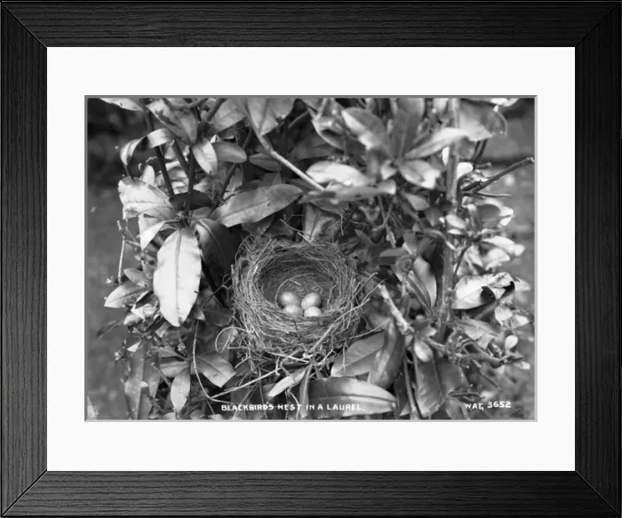 Framed Print : Blackbirds Nest in a Laurel Framed Print : Blackbirds Nest in a Laurel