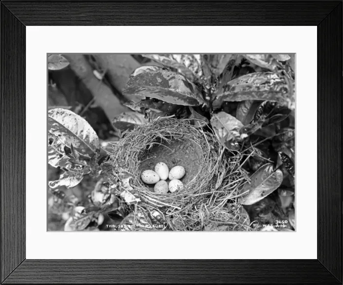 Framed Print : Thrushs Nest in a Laurel Framed Print : Thrushs Nest in a Laurel