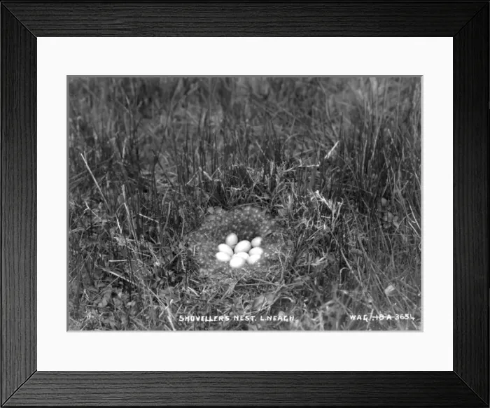 Framed Print : Shovellers Nest. Lough Neagh Framed Print : Shovellers Nest. Lough Neagh