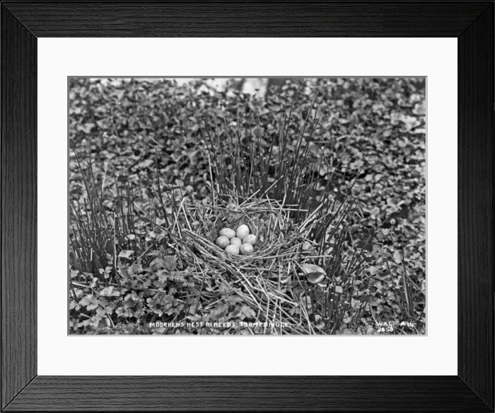 Framed Print : Moorhens Nest in Reeds, Toomebridge Framed Print : Moorhens Nest in Reeds, Toomebridge