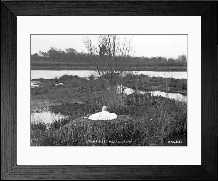 Framed Print : Swans Nest near Lisburn Framed Print : Swans Nest near Lisburn