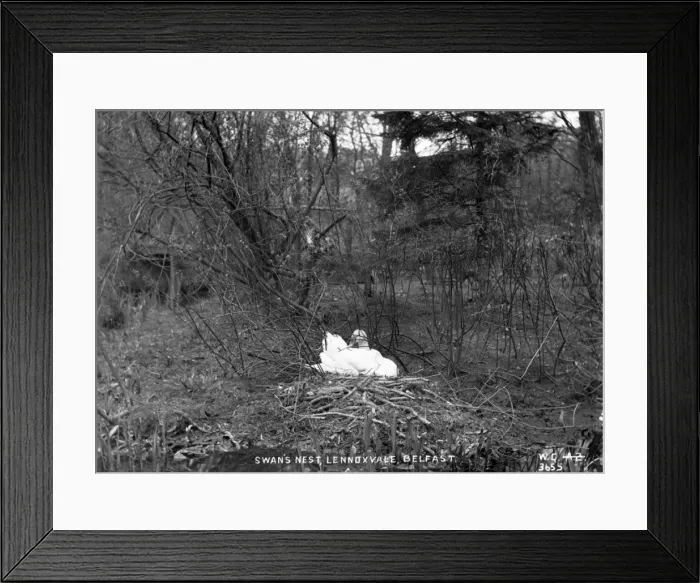 Framed Print : Swans Nest, Lennoxvale, Belfast Framed Print : Swans Nest, Lennoxvale, Belfast
