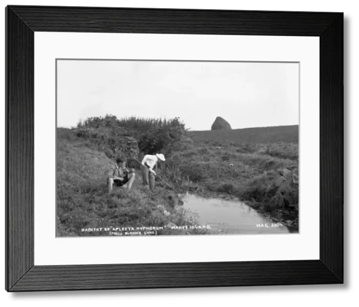 Framed Print : Habitat of Aplecta Hypnorum (Moss Bladder Snail), Mahee Is Framed Print : Habitat of Aplecta Hypnorum (Moss Bladder Snail), Mahee Is