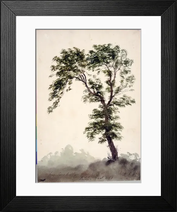 Framed Print : Near Larkhill Study of a Tree Framed Print : Near Larkhill Study of a Tree