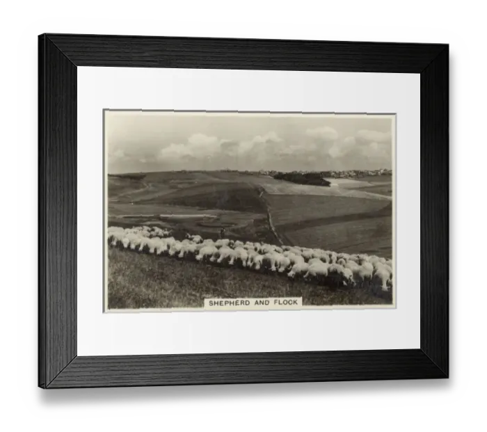 Framed Print : British Countryside - A Shepherd and his flock of sheep Framed Print : British Countryside - A Shepherd and his flock of sheep