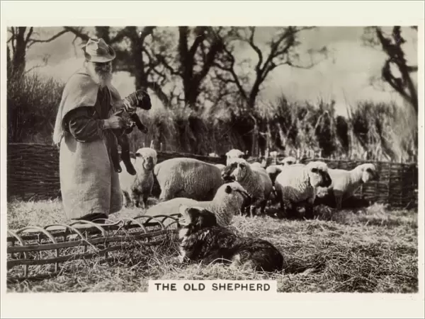 British Countryside - A 75 year-old Shepherd at Crondall