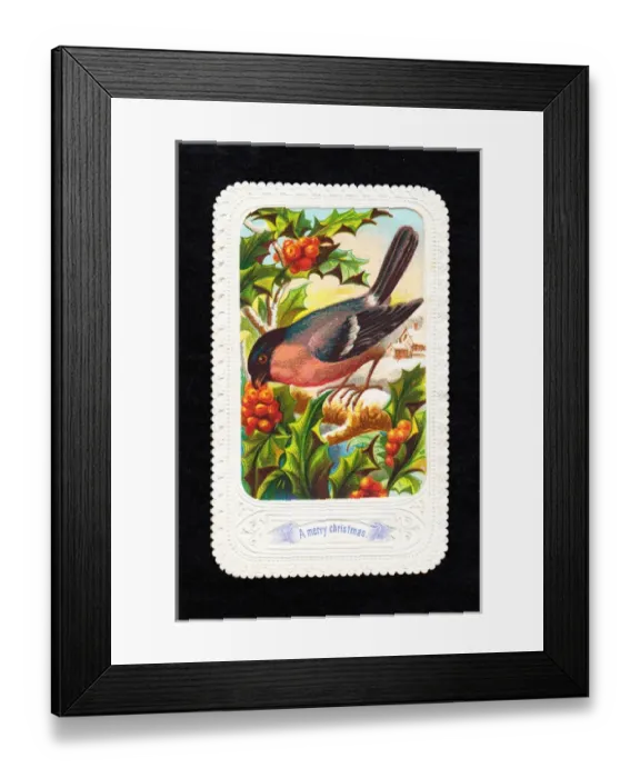 Framed Print : Bullfinch with holly on a Christmas card Framed Print : Bullfinch with holly on a Christmas card