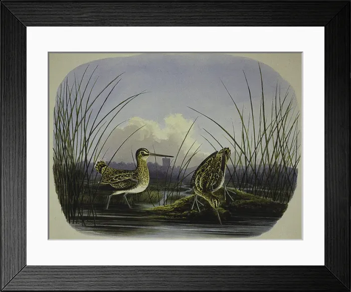 Framed Print : Snipe, male and female Gallinago gallinago Framed Print : Snipe, male and female Gallinago gallinago