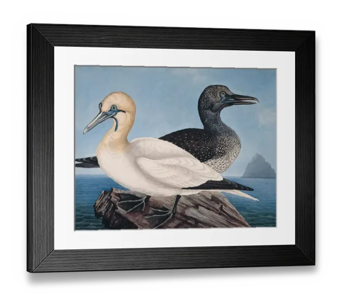 Framed Print : Gannets, in Two Stages of Plumage, Adult and Immature Framed Print : Gannets, in Two Stages of Plumage, Adult and Immature