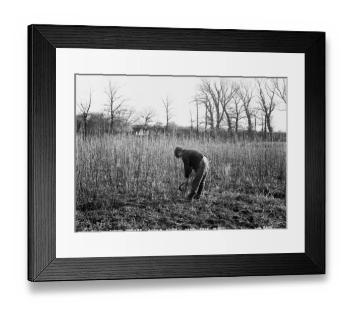 Framed Print : Cutting Osiers With a Hook, near Lough Neagh Framed Print : Cutting Osiers With a Hook, near Lough Neagh