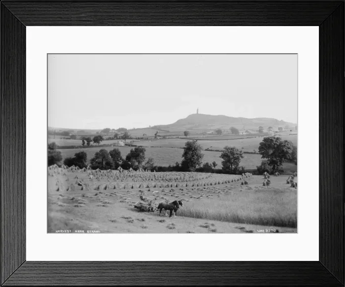 Framed Print : Harvest near Scrabo Framed Print : Harvest near Scrabo