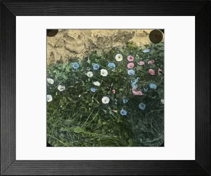 Framed Print : Flowers - Convolvulus Framed Print : Flowers - Convolvulus