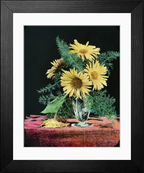 Framed Print : Flowers - Yellow marguerite Framed Print : Flowers - Yellow marguerite