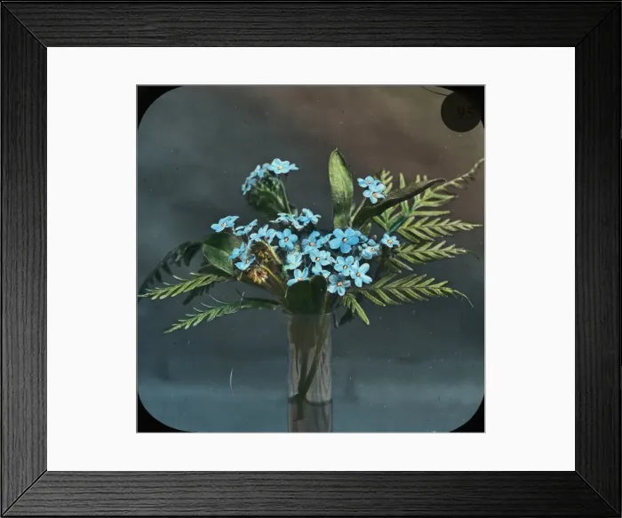 Framed Print : Flowers - Forget-me-not Framed Print : Flowers - Forget-me-not