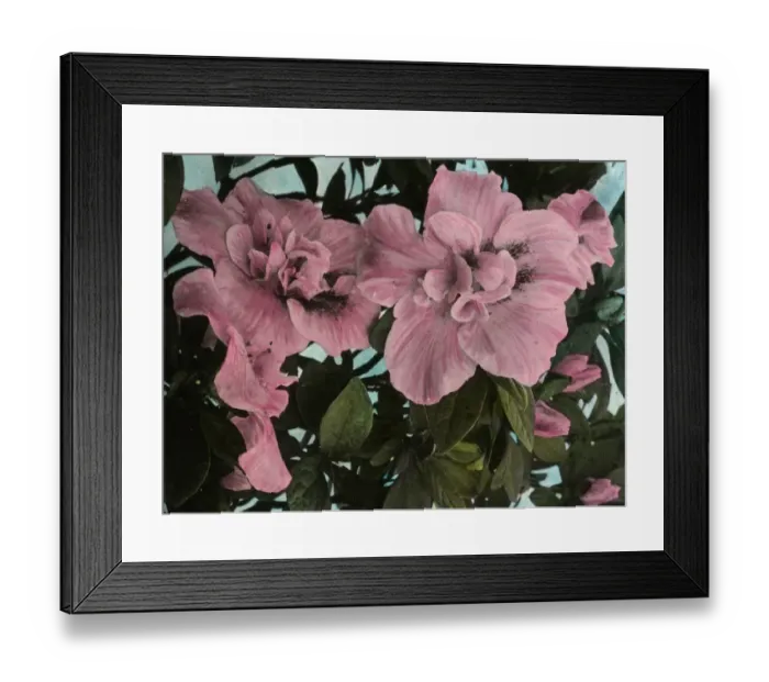 Framed Print : Flowers - Azalea (pink) Framed Print : Flowers - Azalea (pink)